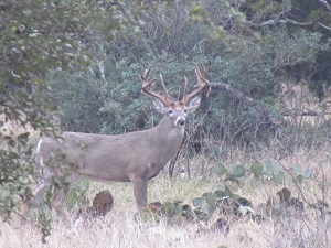 Whitetail Deer Hunts in Texas