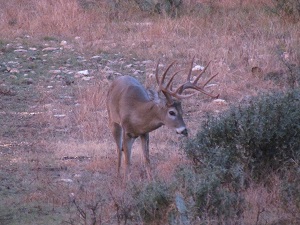 Trophy Deer Hunting Ranch