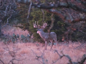 Trophy Deer Hunting Ranch