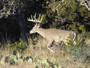 Texas High Fence Whitetail Hunting